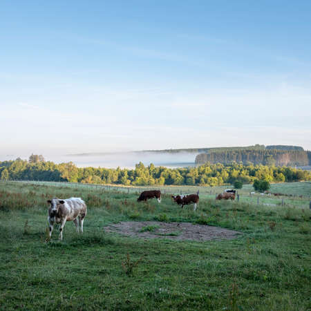 cows in early morning countryside between sankt vith and vielsalm in belgian ardennesの写真素材