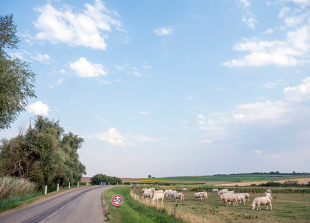 white cows graze near road in french countryside of Lorraine in summerの写真素材