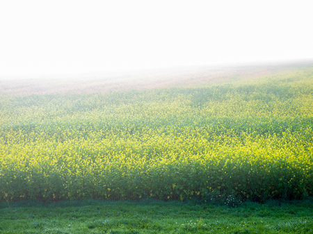 yellow mustard seed field in flood plane of river rhine near utrecht in hollandの写真素材