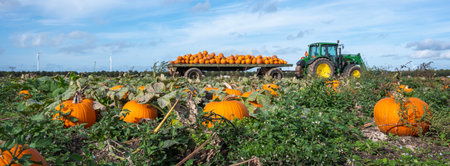 pumpkins during harvest on field under blue autumn sky in dutch province of flevolandの写真素材