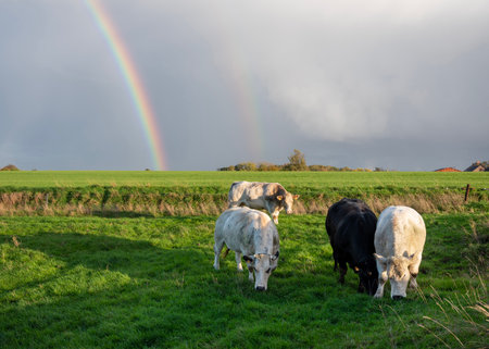 beef cows in belgian countryside with rainbow in the backgroundの写真素材