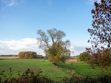 belgian landscape with trees and cows between brussels and charlerloiの写真素材