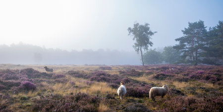 sheep on heather in misty morning near utrecht in the netherlandsの写真素材