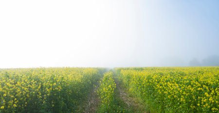 yellow mustard seed field in flood plane of river rhine near utrecht in hollandの写真素材