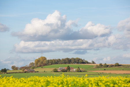 mustard seed field in belgian countryside under blue sky in the fallの写真素材