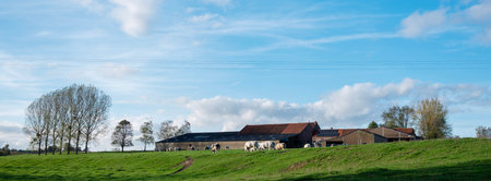 belgian countryside with farm and cows between brussels and charleroi in the fallの写真素材
