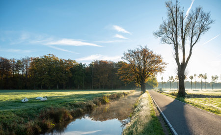 swans and country road in the netherlands near utrecht on sunny day in the fallの写真素材
