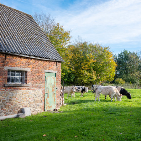 young cows outside old barn in countryside near mons or bergen in belgium on sunny autumn dayの写真素材