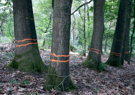 large trunks of beech trees with orange rings in dutch forest