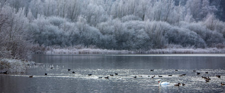 water fowl in foggy lake and birch forest covered in rimeの写真素材