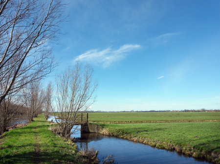 green grass in meadows near rotterdam in holland under blue early spring skyの写真素材