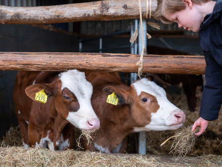 young boy feeds hereford calves hay in open barnの写真素材