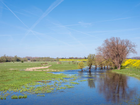 floodplanes of river waal in the netherlands under blue spring sky with yellow flowersの写真素材