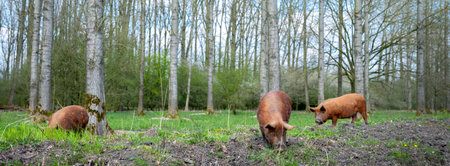 free-roaming brown pigs in dutch spring forest near utrecht in the netherlandsの写真素材