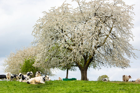 spotted black and white cows under blossoming fruit trees in dutch province of limburg in springの写真素材