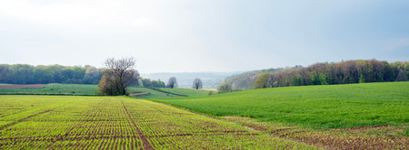 landscape of fields, meadows and forest near maastricht in dutch province of south limburgの写真素材