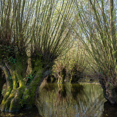 willow trees grow in water of floodplanes near river waal in the netherlandsの写真素材