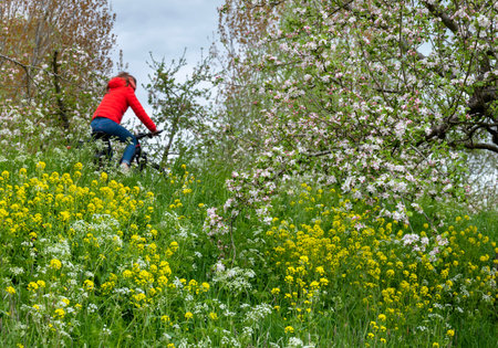 woman on bicycle passes flowering apple trees on dike in holland under blue spring skyの写真素材