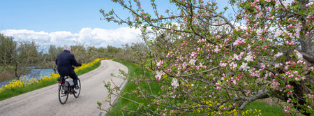 Tricht, Netherlands, April 27, 2023: man on bicycle passes flowering apple trees on dike in the netherlands under blue spring skyの写真素材
