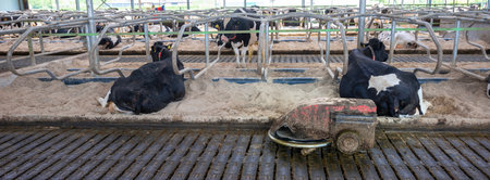 rubber floor with manure robot inside farm full of spotted milk cows in the netherlandsの写真素材