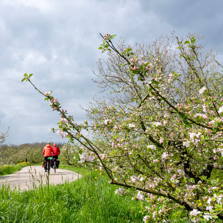 couple on bicycle passes flowering apple trees on dike in the netherlands under gray cloudy spring skyの写真素材