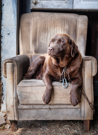 brown labrador retriever in old chair on farm with chainの写真素材