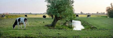 canals near lots of willow trees and spotted black and white cows in holland between amsterdam and utrecht on summer eveningの写真素材