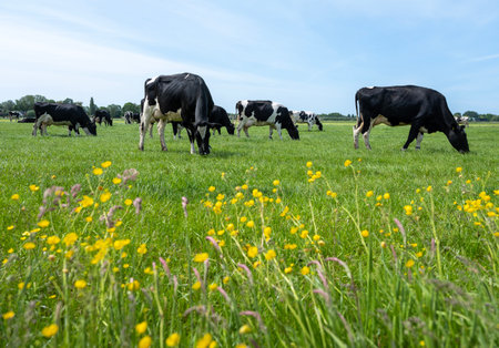 green grassy meadow with yellow buttercups and spotted black and white cows grazing in the netherlandsの写真素材