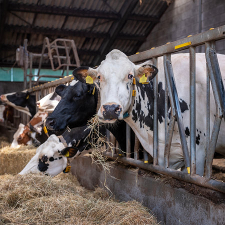 black and white spotted cows feed on hay inside dutch farm in the netherlandsの写真素材