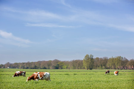 red or brown and white spotted milk cows in green field with long grass in the netherlands under blue sky in springの写真素材
