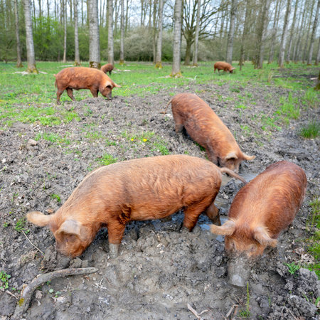 happy free-roaming brown pigs in dutch spring forest near utrecht in the netherlands under blue skyの写真素材