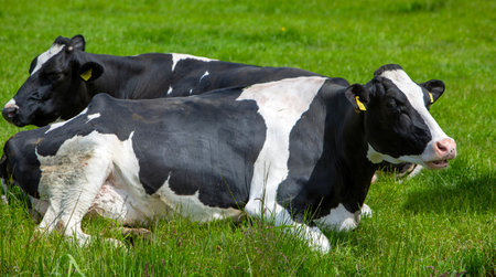 spotted black and white cows recline in green grass of meadow in the netherlandsの写真素材