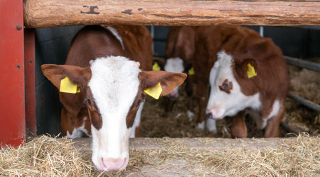 two young hereford calves in half open stable in the netherlandsの写真素材