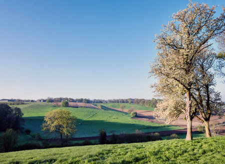 spring landscape of south limburg near maastricht withblossoming treeの写真素材