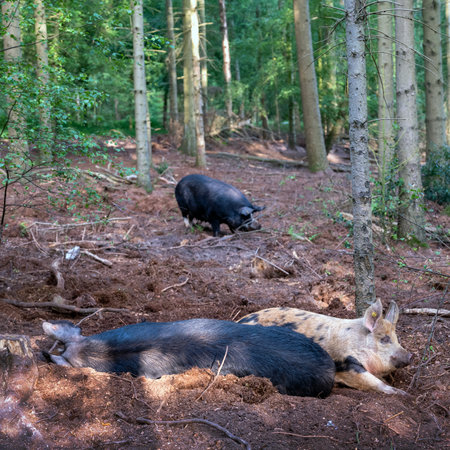 pigs in dutch forest for organic pork in restaurantsの写真素材