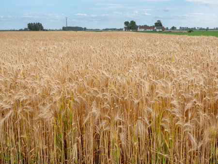 barley field in west flanders near brugge and oostendeの写真素材