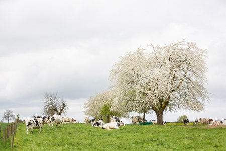 spotted black and white cows under blossoming fruit trees in dutch province of limburg in springの写真素材