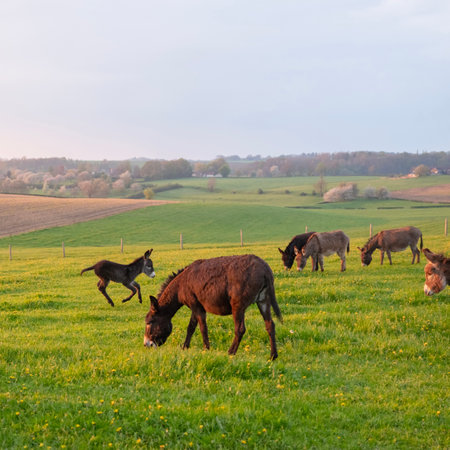 donkeys and green grassy meadow in dutch province of limburg in the netherlands at sundownの写真素材