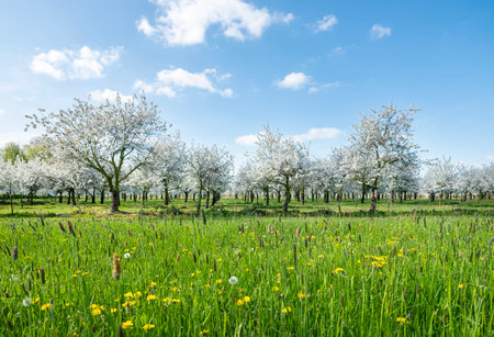 orchard with blossoming trees under blue sky and spring flowers in dutch province of limburgの写真素材