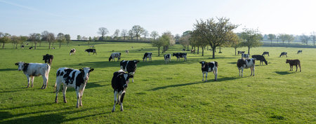 spotted cows in green meadow near maastricht in dutch province of limburg with young fruit trees in springの写真素材