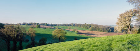 spring landscape of south limburg near maastricht withblossoming treeの写真素材