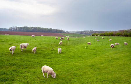 sheep graze in green grassy meadow in hilly countryside of south limburg in the netherlandsの写真素材