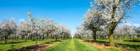 orchard with blossoming trees under blue sky and spring flowers in dutch province of limburgの写真素材