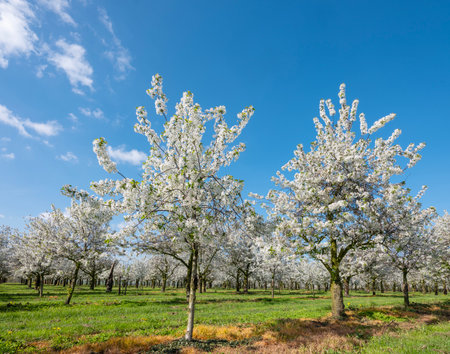 orchard with blossoming trees under blue sky and spring flowers in dutch province of limburgの写真素材