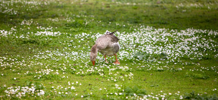 goose in grass with forget-me-notsの写真素材