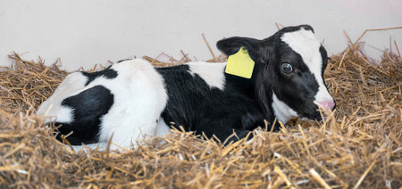 black and white spotted calf in strawの写真素材