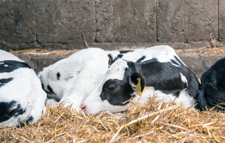 black and white spotted calf in strawの写真素材