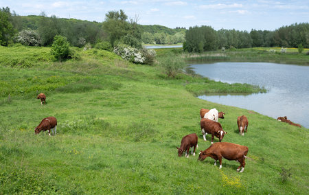 brown spotted cows and spring flowers in meadow under blue sky in hollandの写真素材