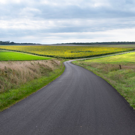 countryside in parc national des forets with fields and sunflowers