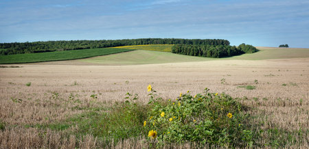 countryside landscape with fields and sunflowers near verdun in the north of franceの写真素材